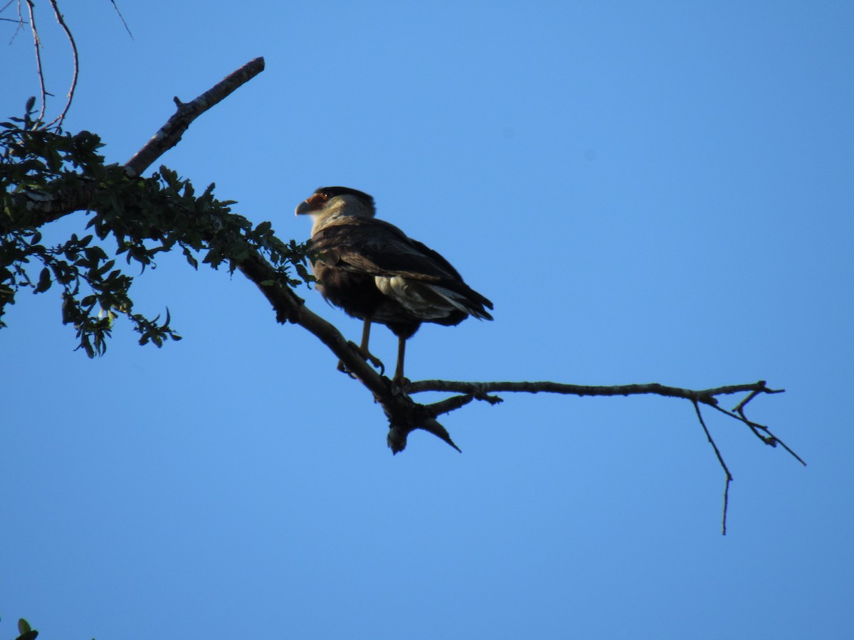 Crested Caracara - ML643445137