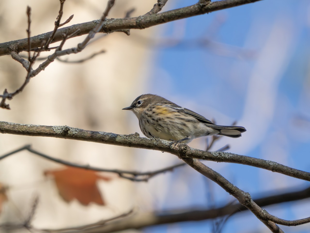 Yellow-rumped Warbler - ML643445138