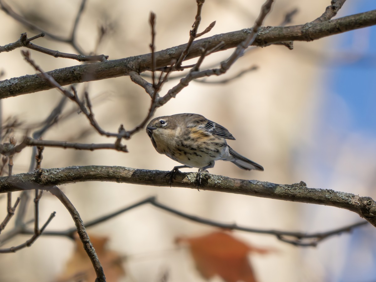 Yellow-rumped Warbler - ML643445139