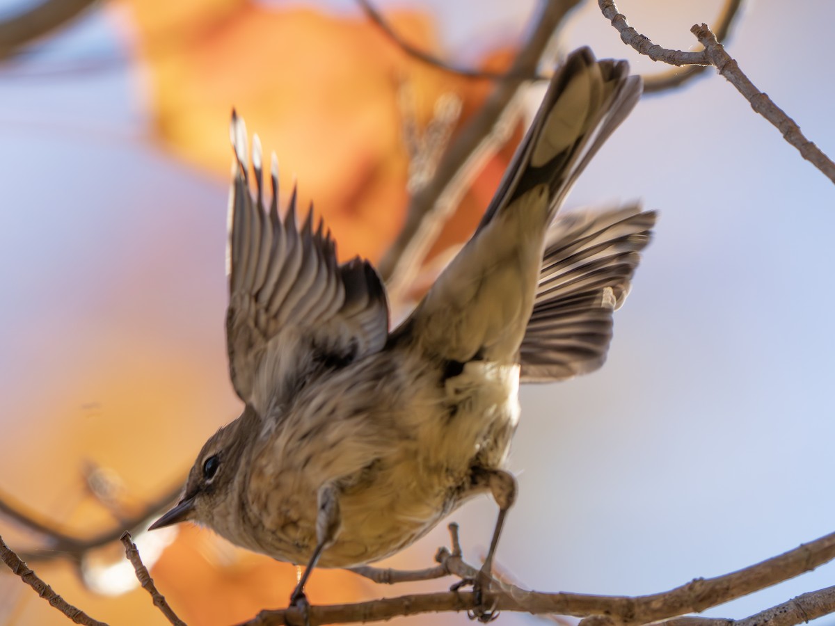 Yellow-rumped Warbler - ML643445140