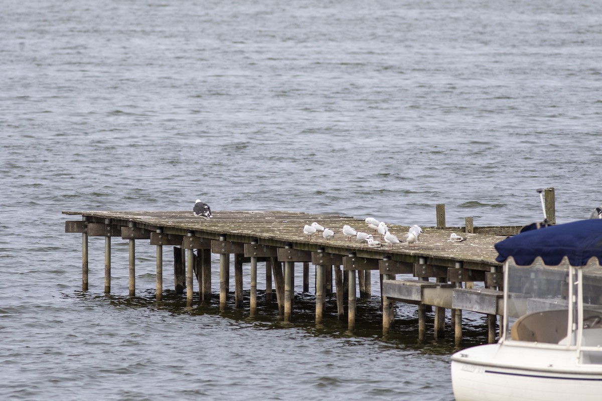 Black-headed Gull - ML643445141