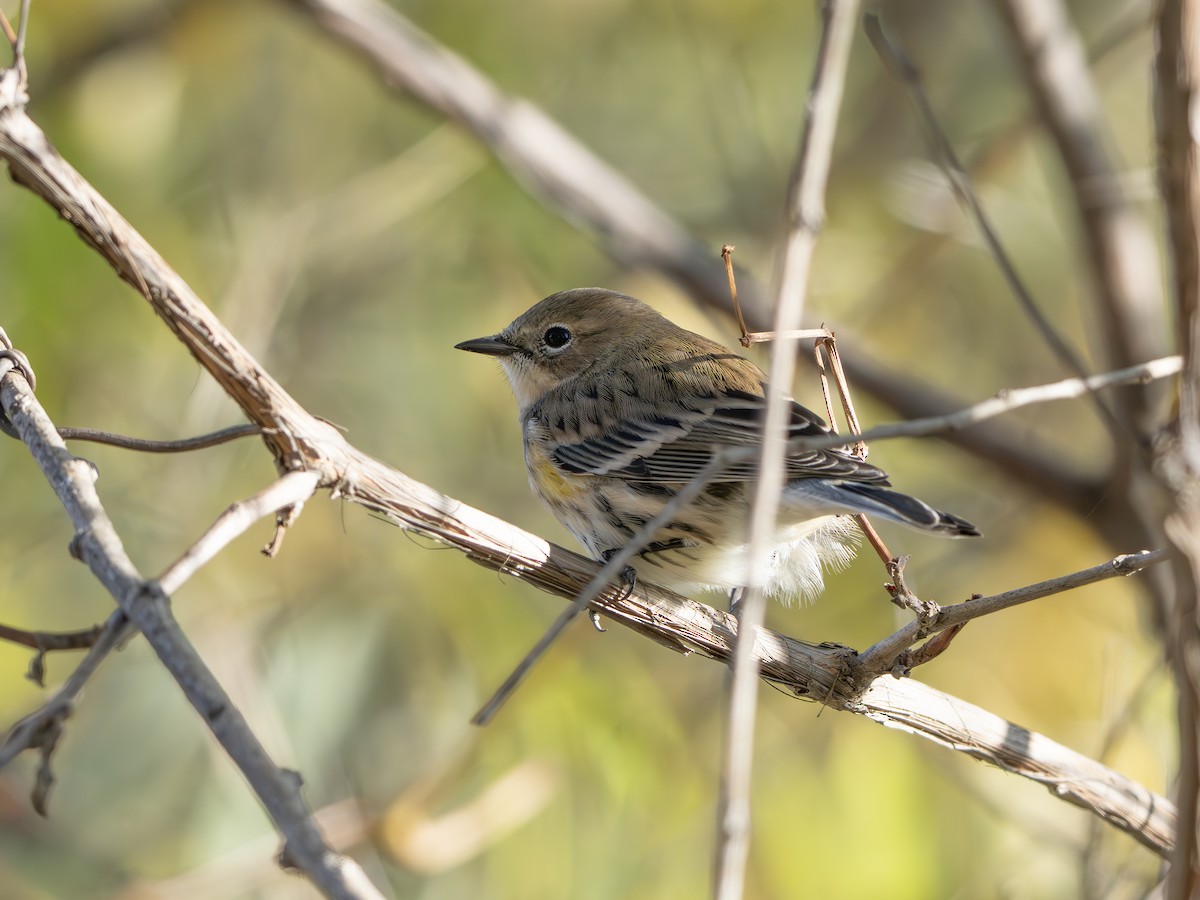Yellow-rumped Warbler - ML643445142