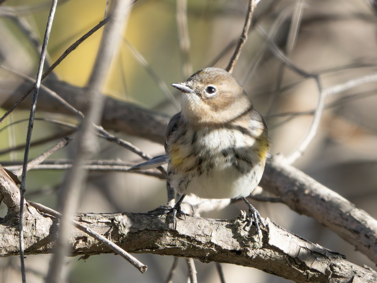 Yellow-rumped Warbler - ML643445143