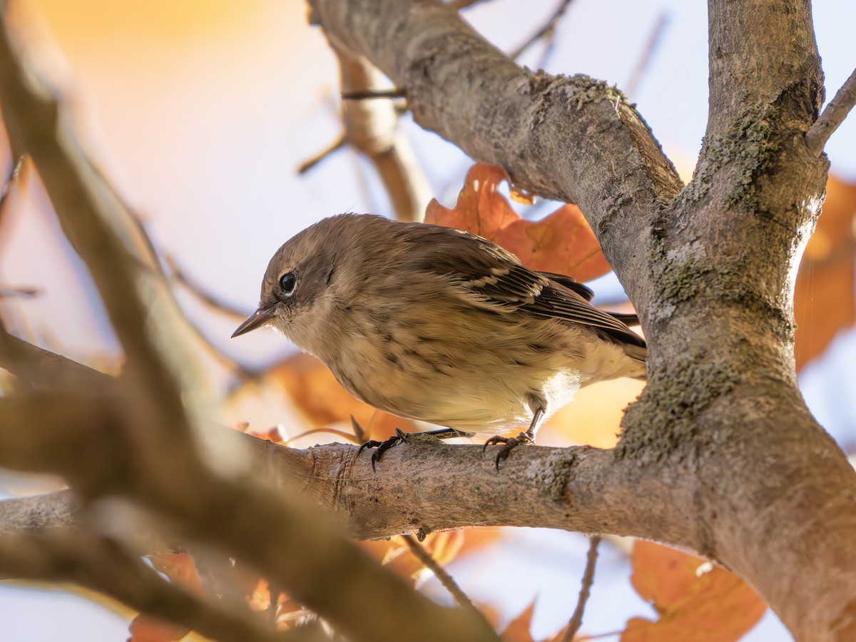 Yellow-rumped Warbler - ML643445144