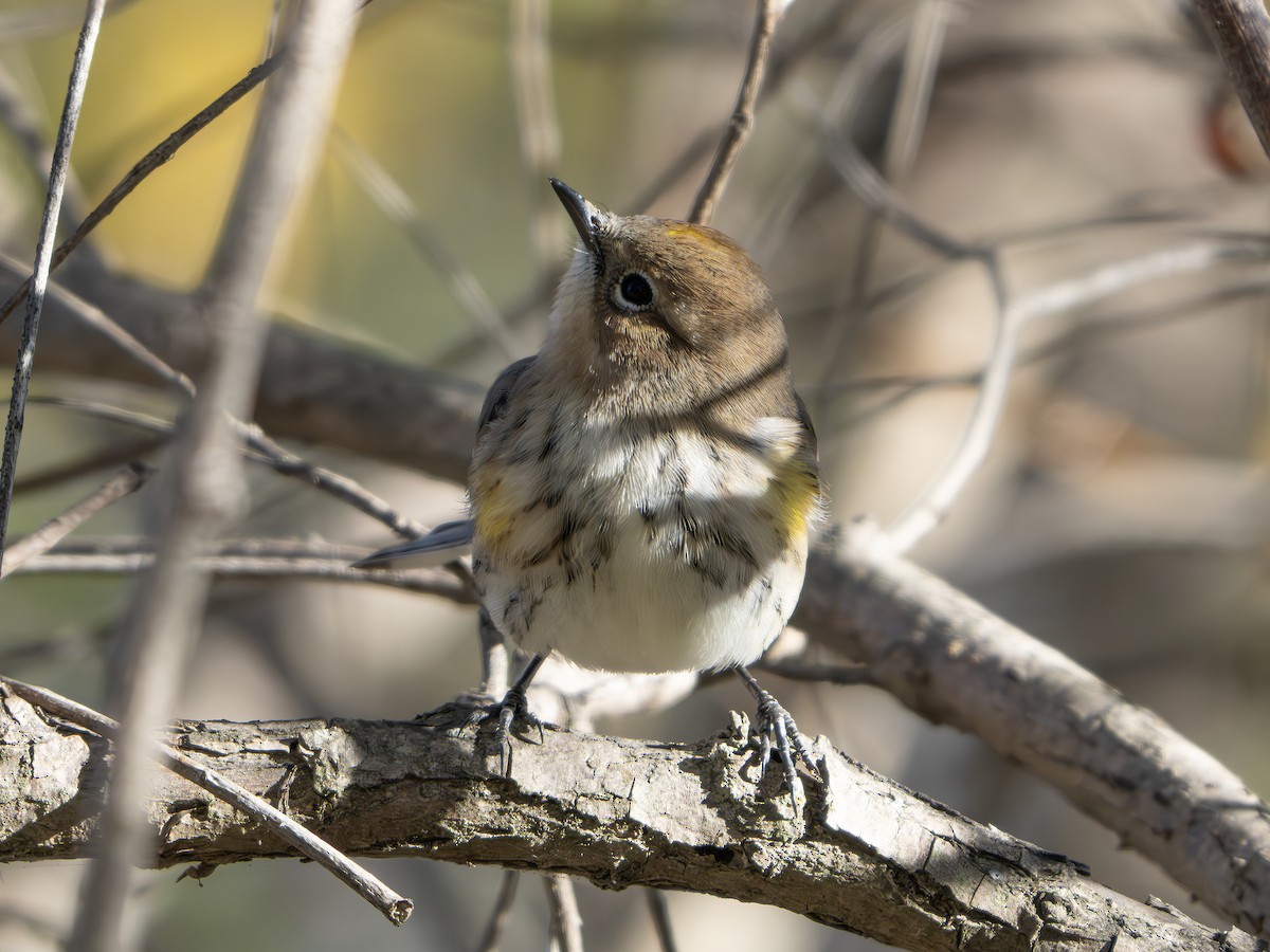 Yellow-rumped Warbler - ML643445145