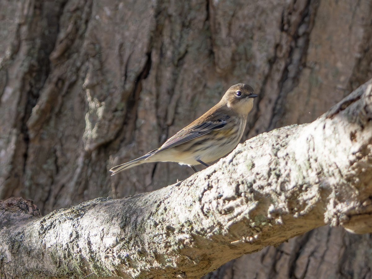 Yellow-rumped Warbler - ML643445146