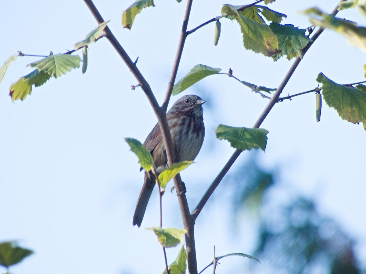 Song Sparrow - ML643445158