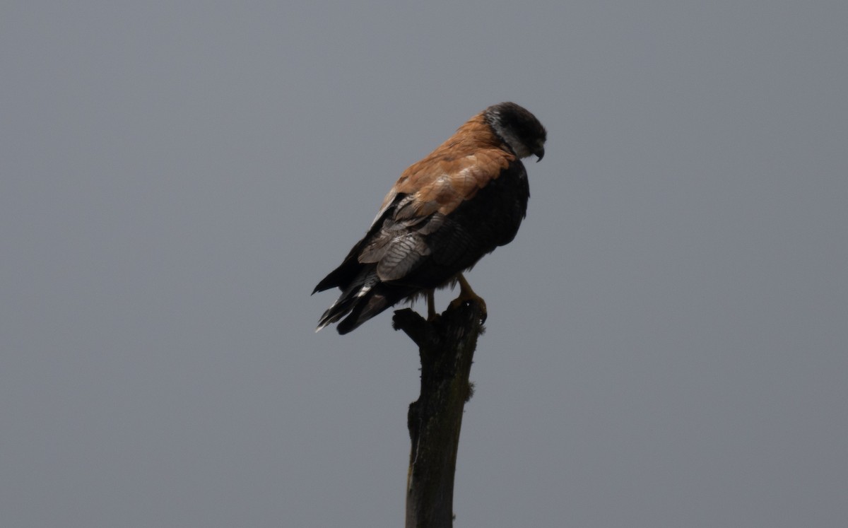 Variable Hawk - ML643445159