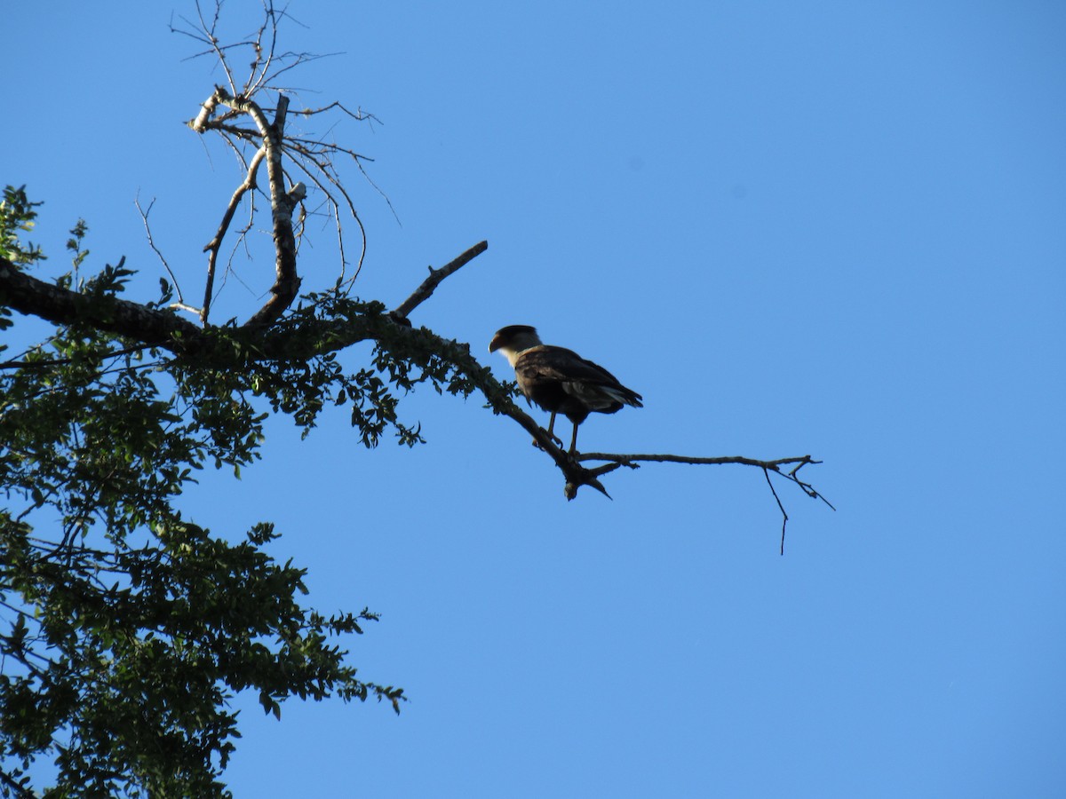 Crested Caracara - ML643445160