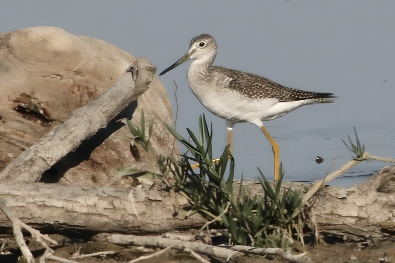 Greater Yellowlegs - ML643445161