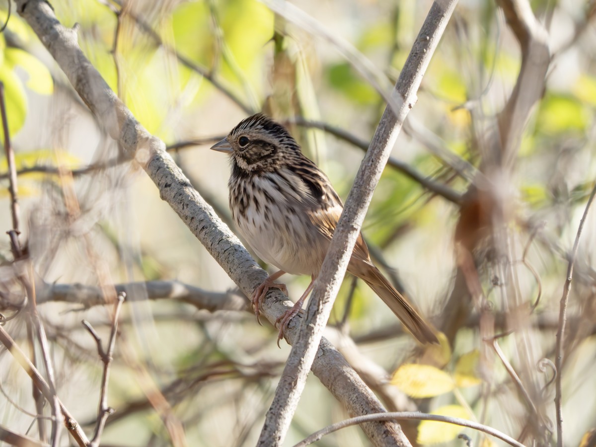 Song Sparrow - ML643445163