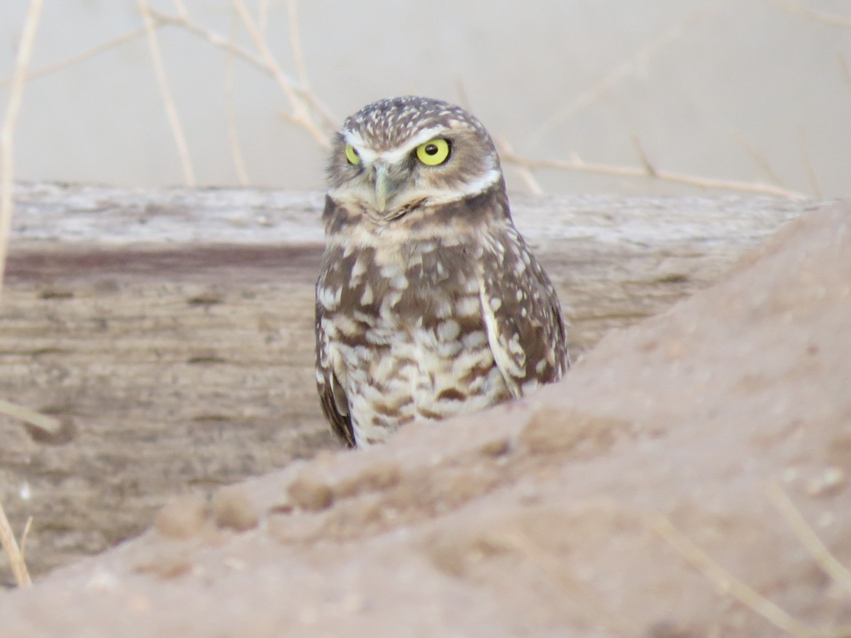 Burrowing Owl - ML643445170
