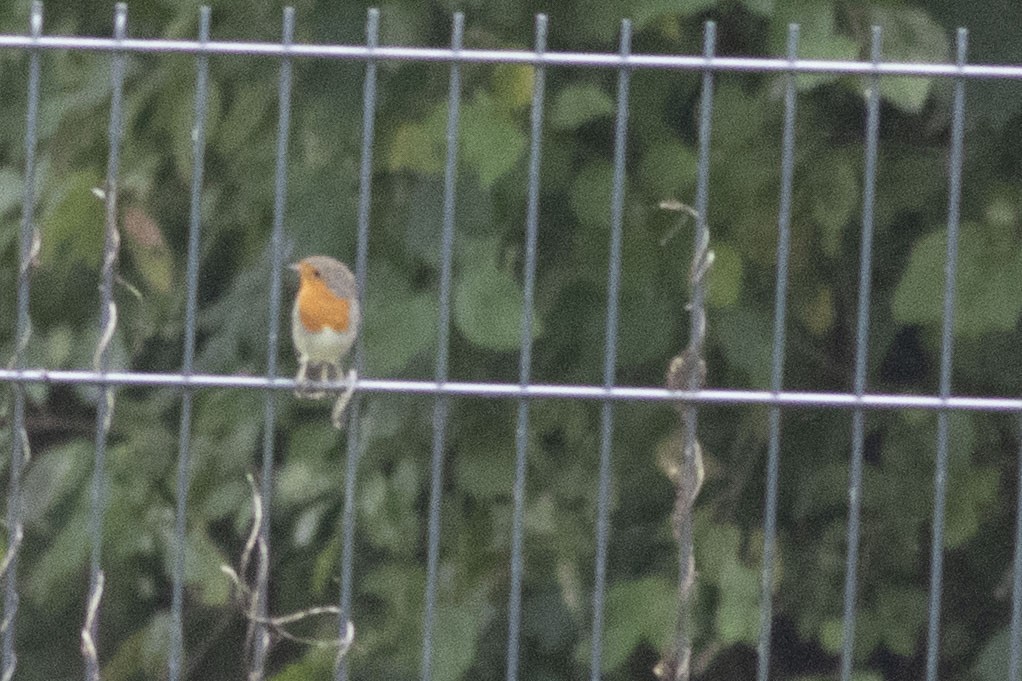European Robin - ML643445172