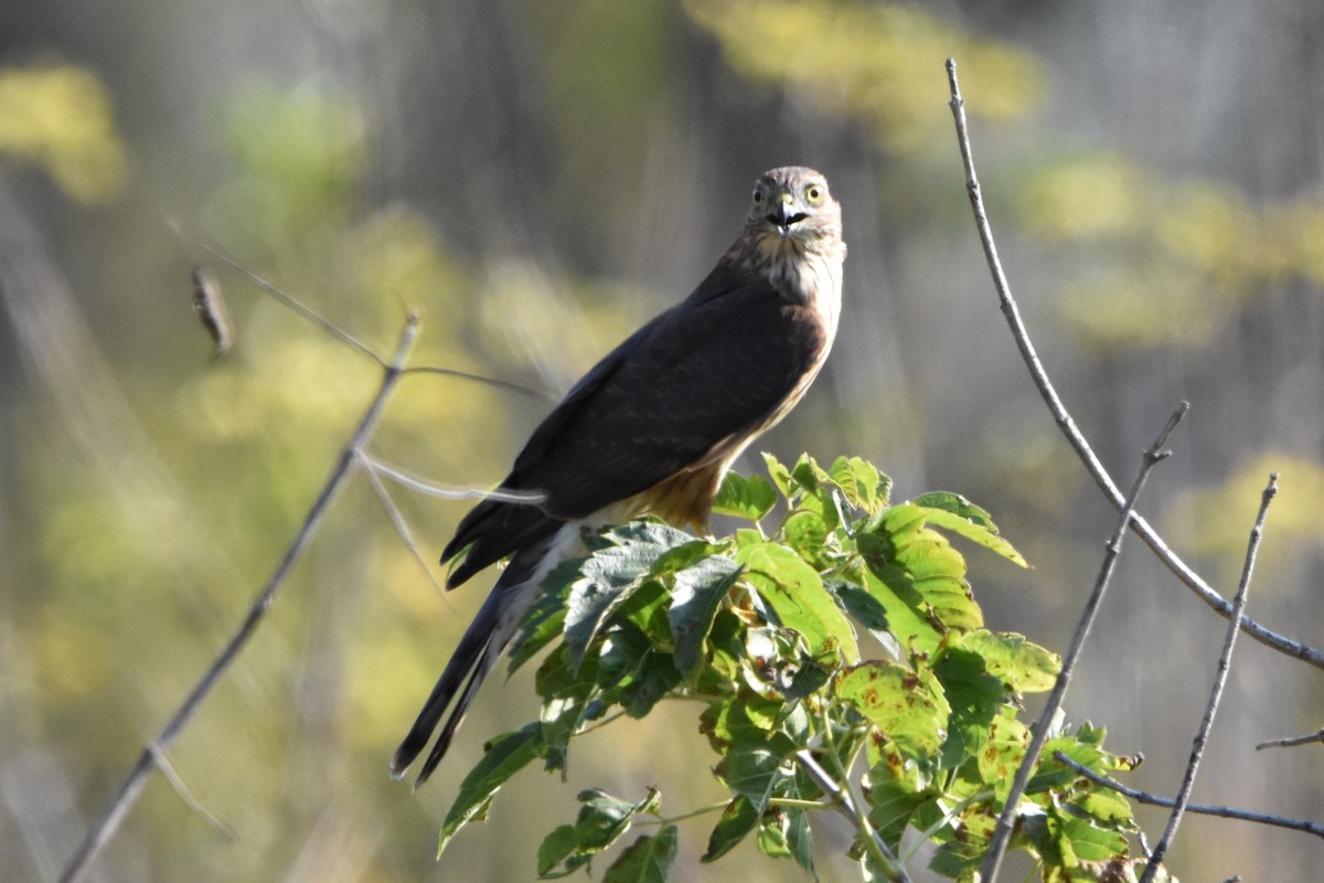Sharp-shinned Hawk - ML643445173