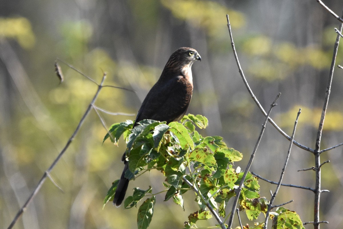 Sharp-shinned Hawk - ML643445174