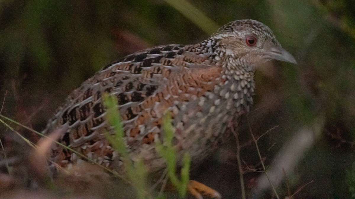 Painted Buttonquail - ML643445178