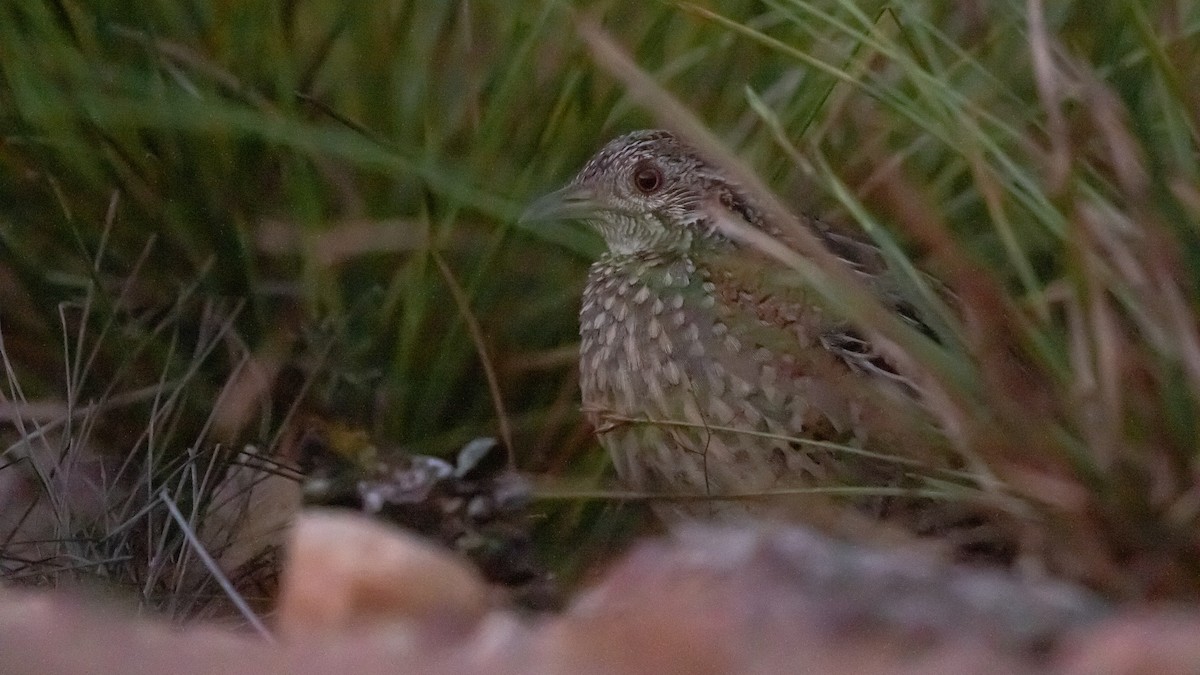 Painted Buttonquail - ML643445179