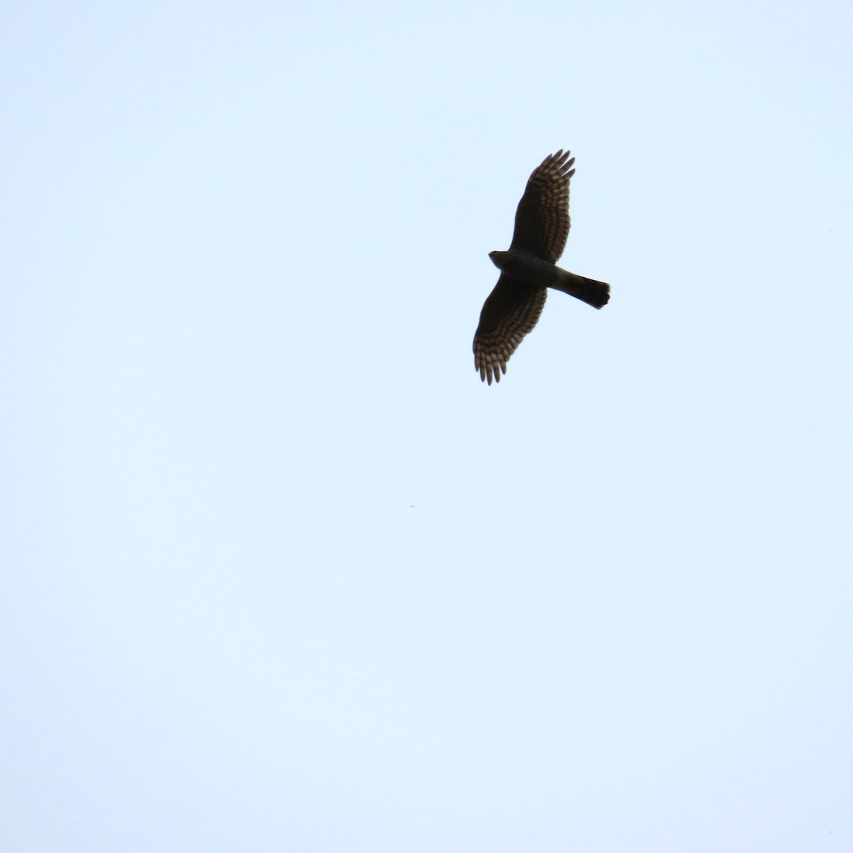 蒼鷹 - ML643445181