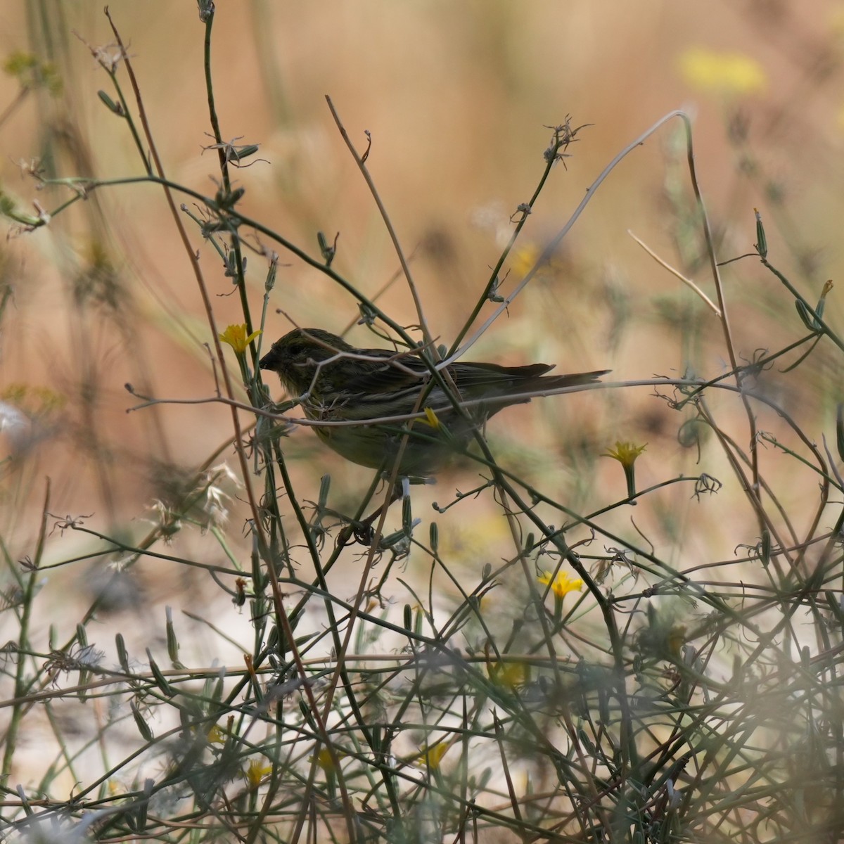 Serin cini - ML643445183