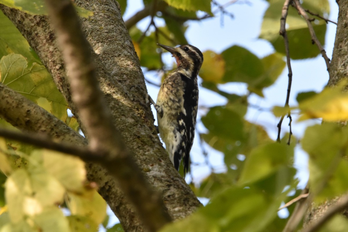 Yellow-bellied Sapsucker - ML643445198