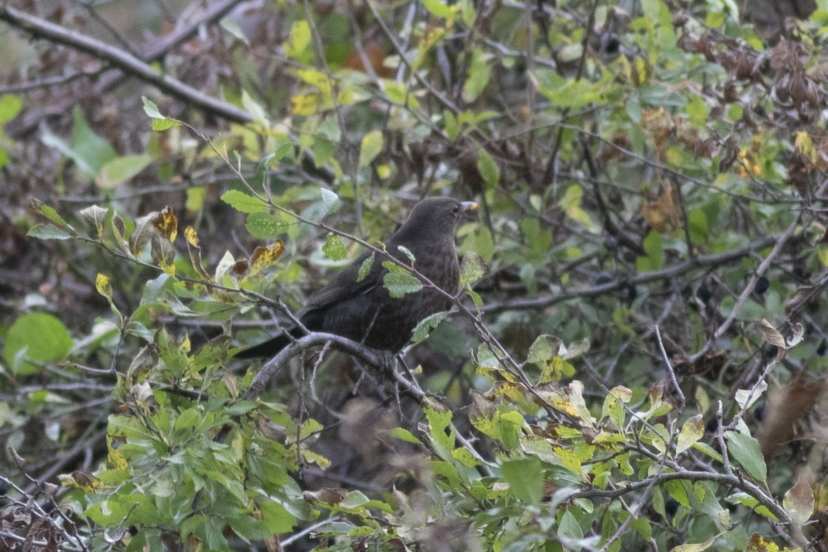 Eurasian Blackbird - ML643445210