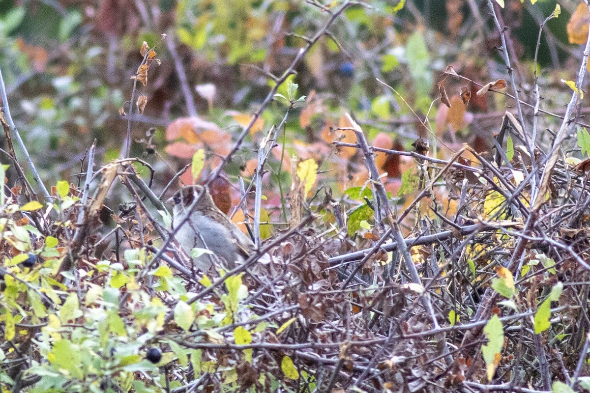 House Sparrow - ML643445211