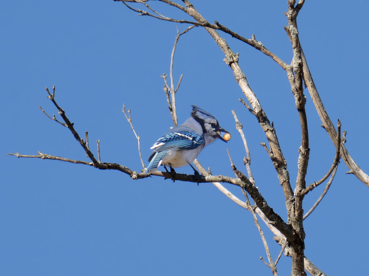 Blue Jay - ML643445215