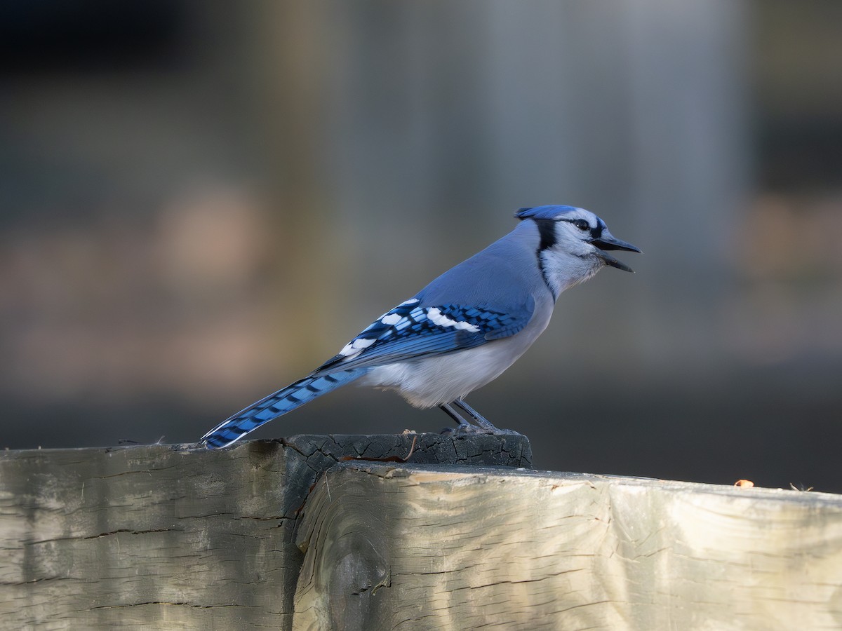 Blauhäher - ML643445216