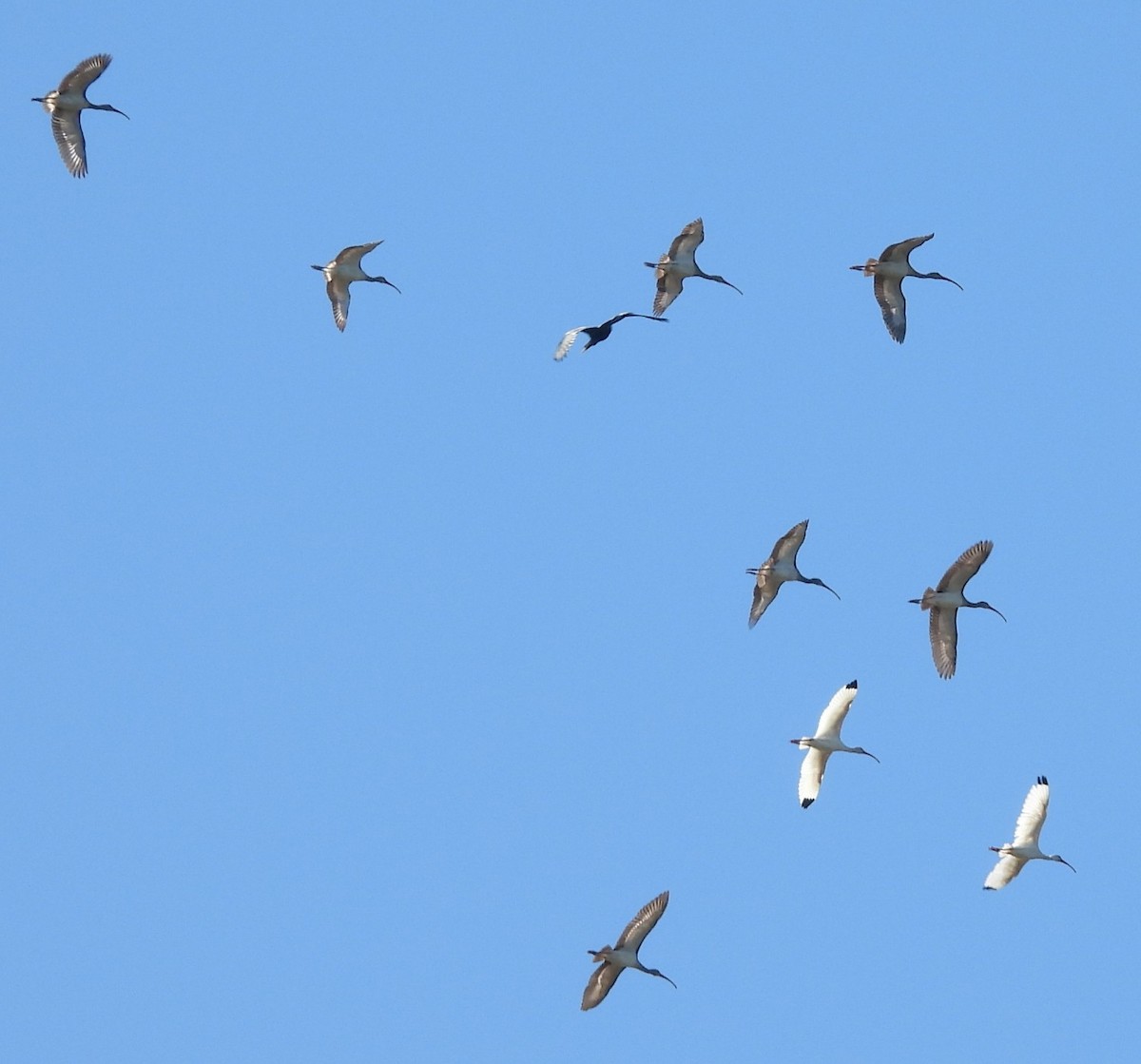 Ibis blanc - ML643445220