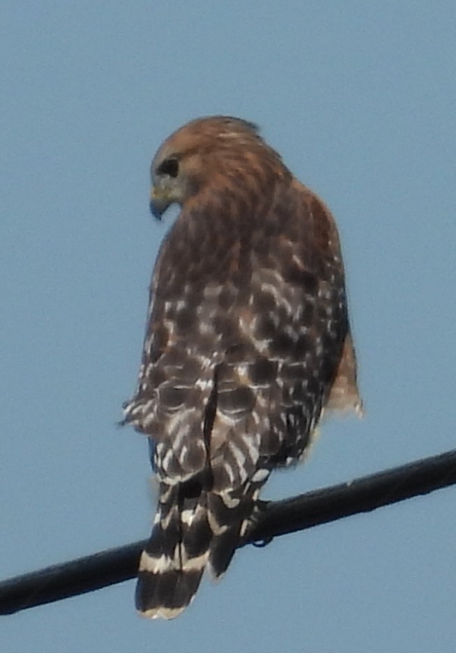 Rotschulterbussard - ML643445230