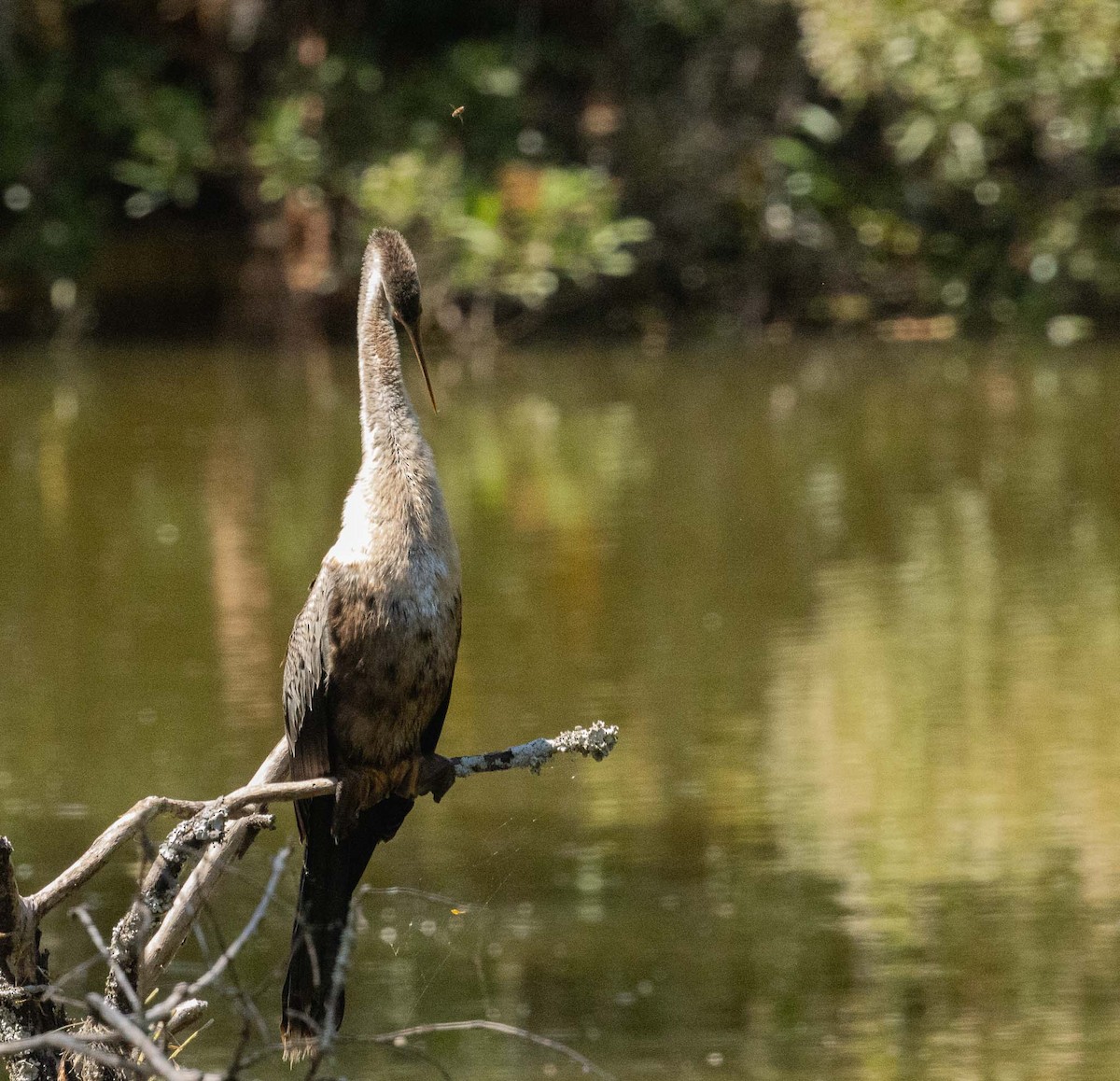 Amerika-Schlangenhalsvogel - ML643445242