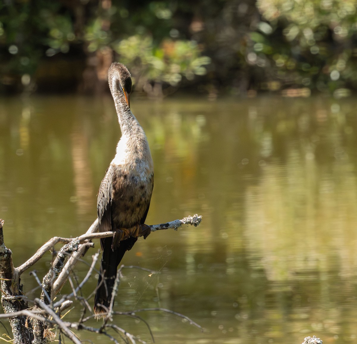 Amerika-Schlangenhalsvogel - ML643445243