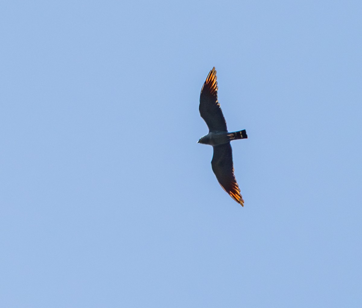 Schwebebussard - ML643445250