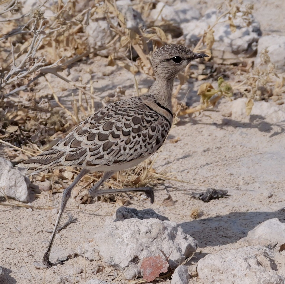 Double-banded Courser - ML643445256