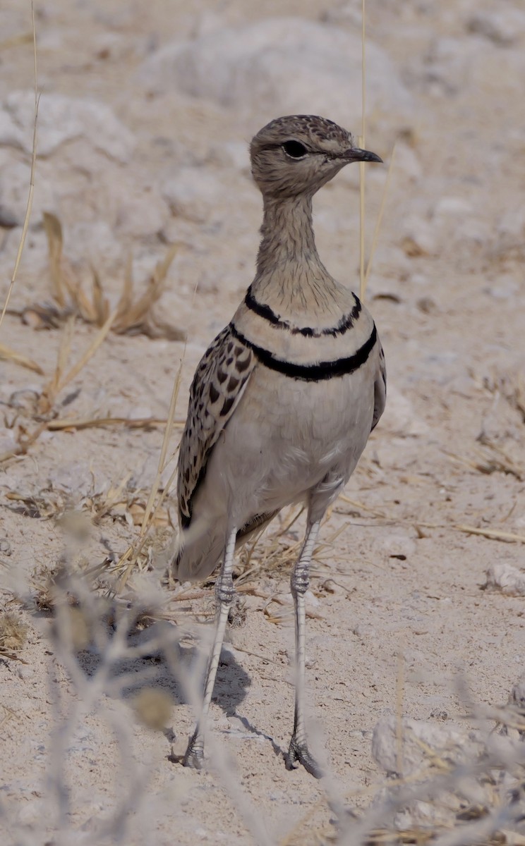 Double-banded Courser - ML643445257