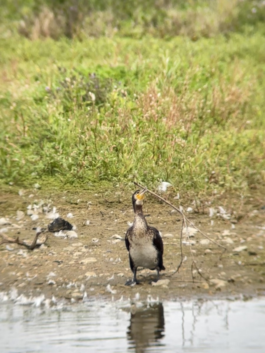 Cormorano - ML643445320