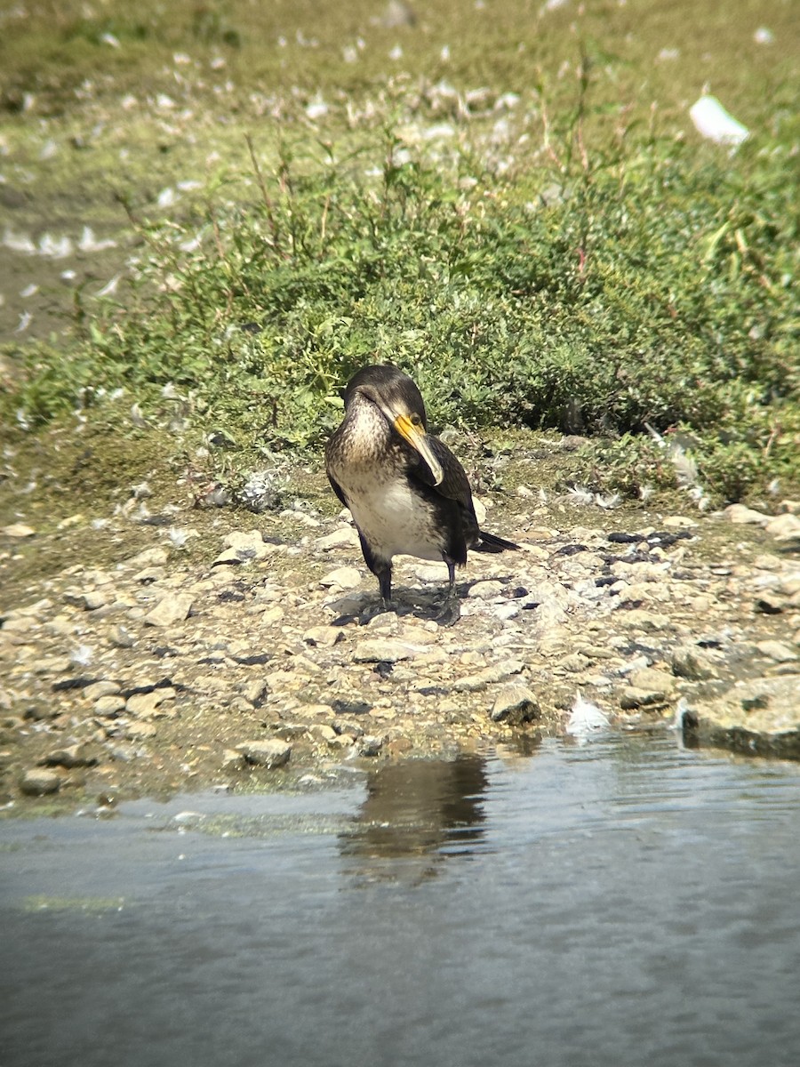 Cormorano - ML643445321