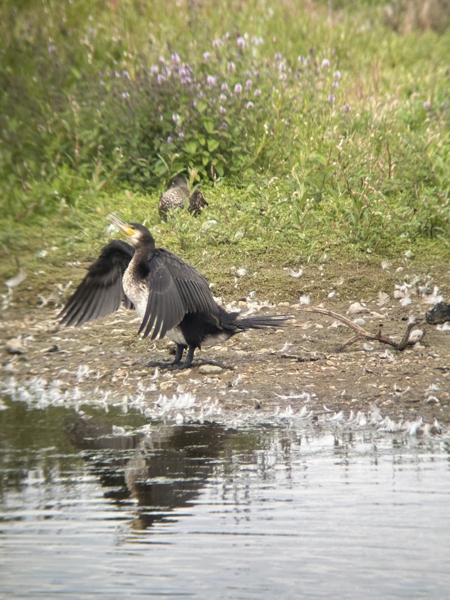 Cormorano - ML643445322
