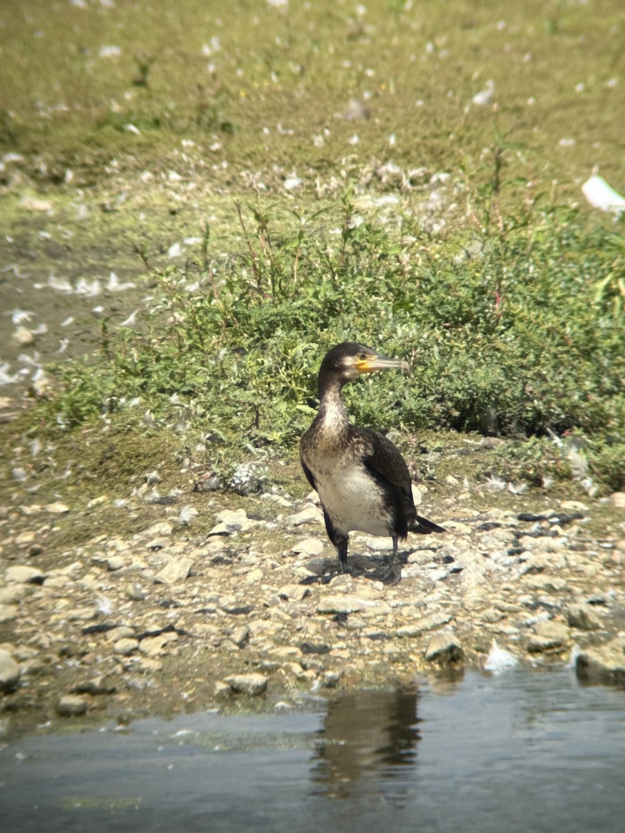 Cormorano - ML643445323