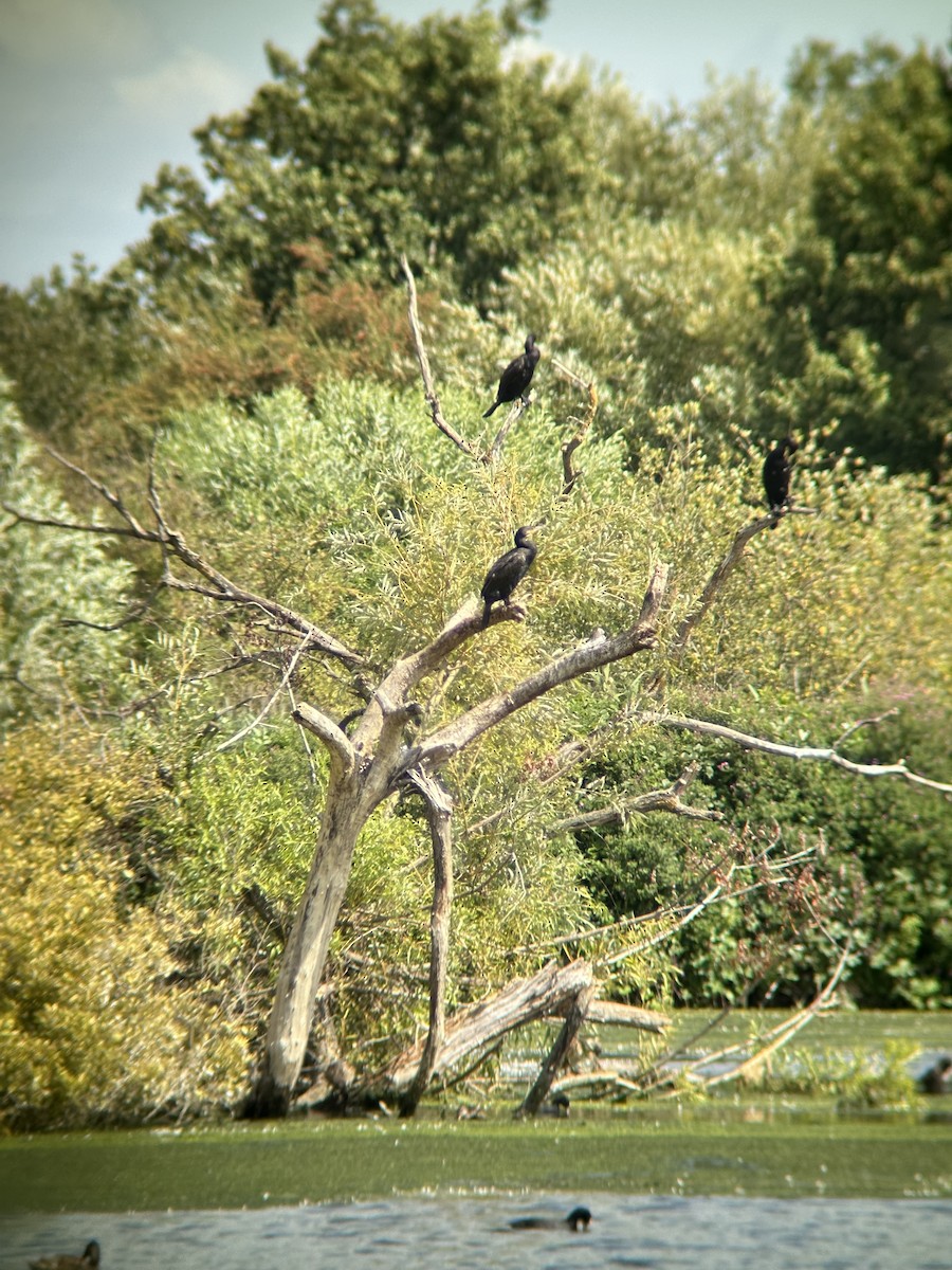 Cormorano - ML643445324