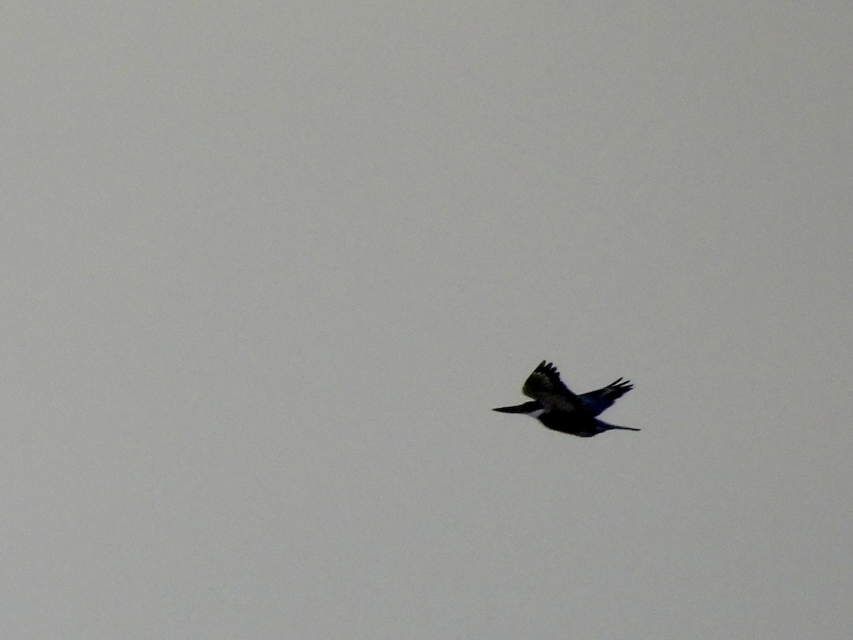 Ringed Kingfisher - ML643445330