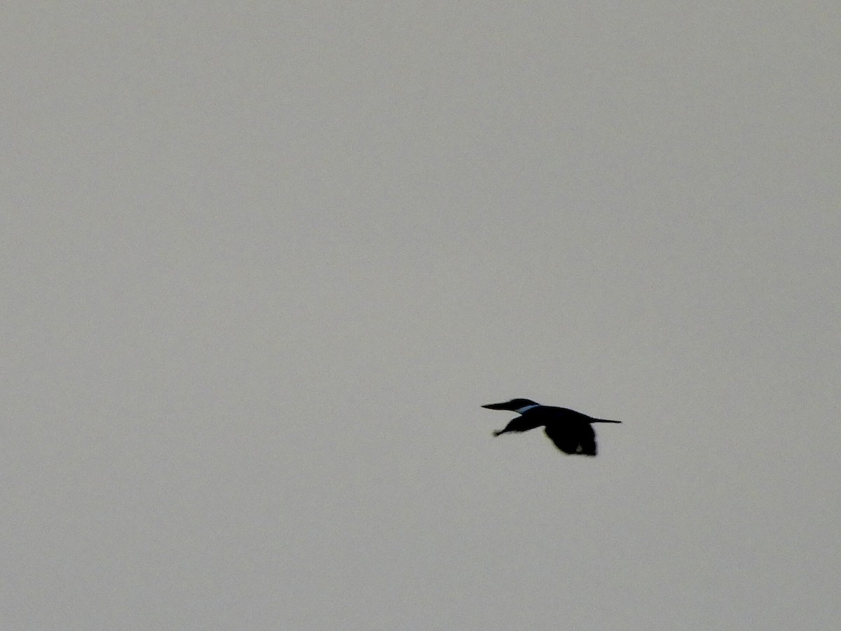 Ringed Kingfisher - ML643445331