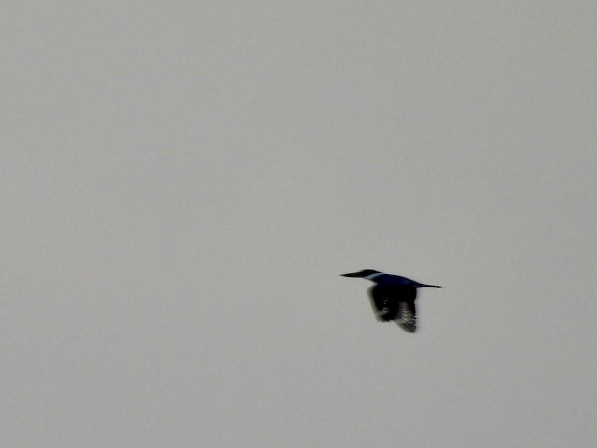 Ringed Kingfisher - ML643445332