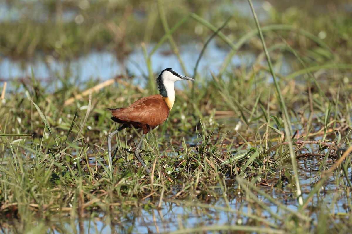 Jacana Africana - ML643445349