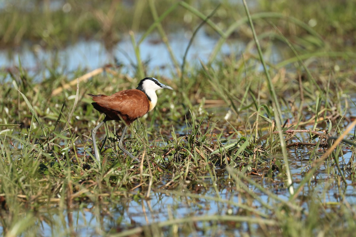 Jacana Africana - ML643445353