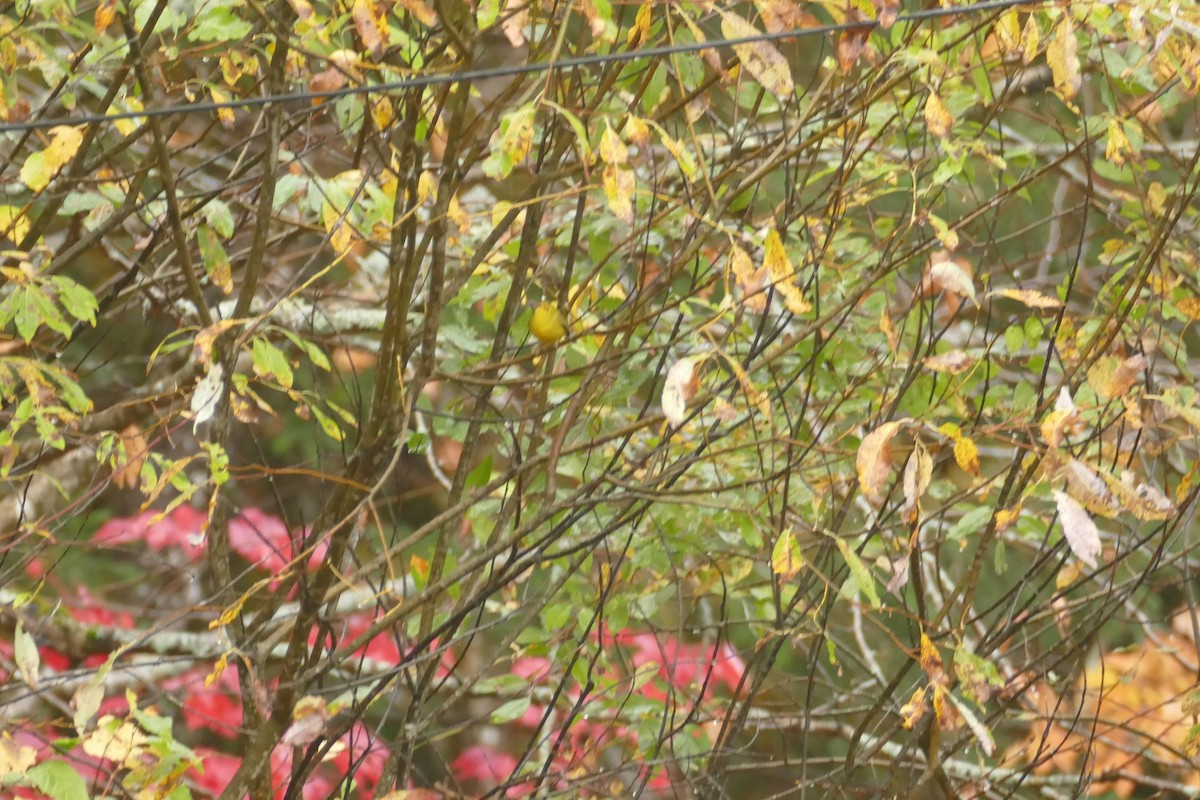 Wilson's Warbler - ML643445354