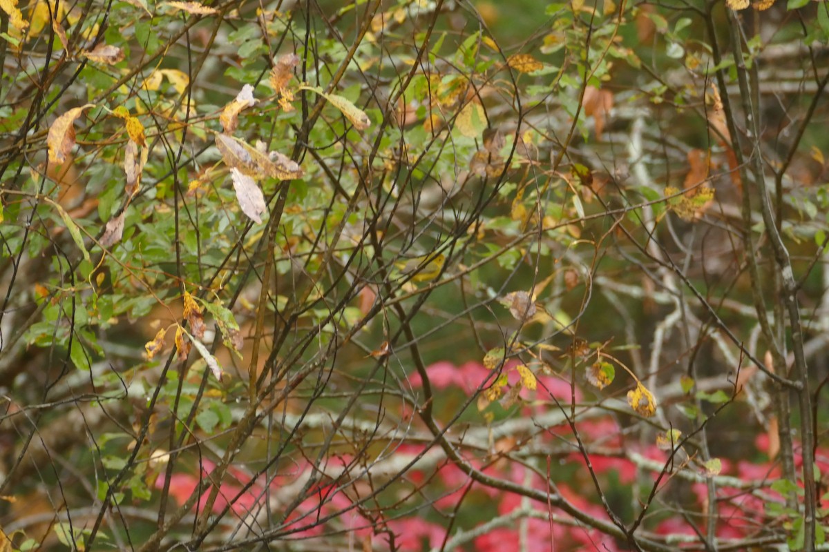 Wilson's Warbler - ML643445355