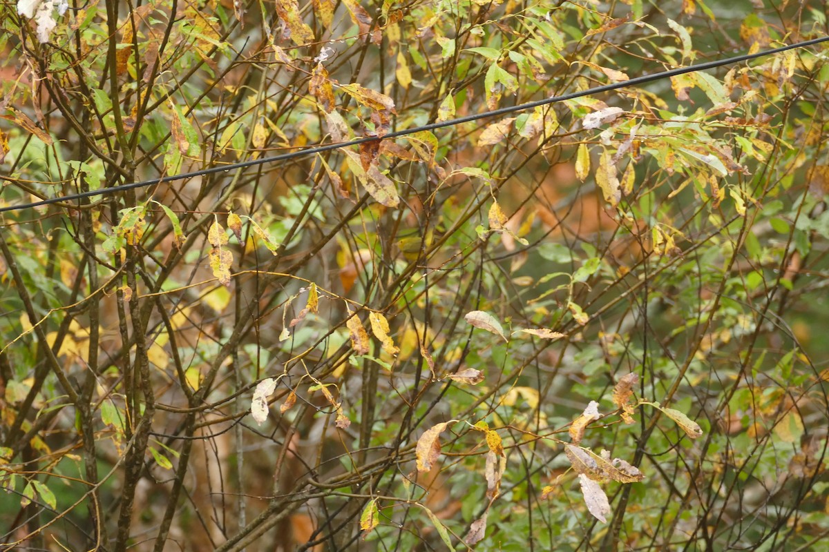 Wilson's Warbler - ML643445356