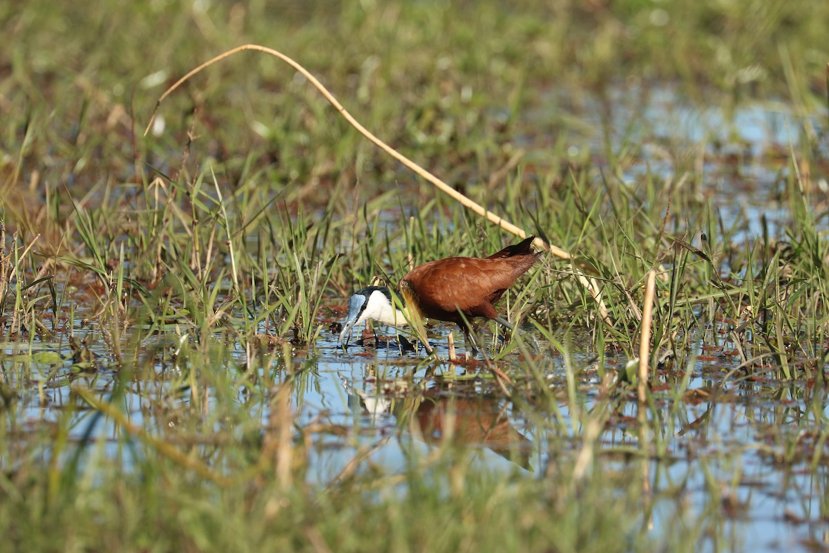 Jacana Africana - ML643445361