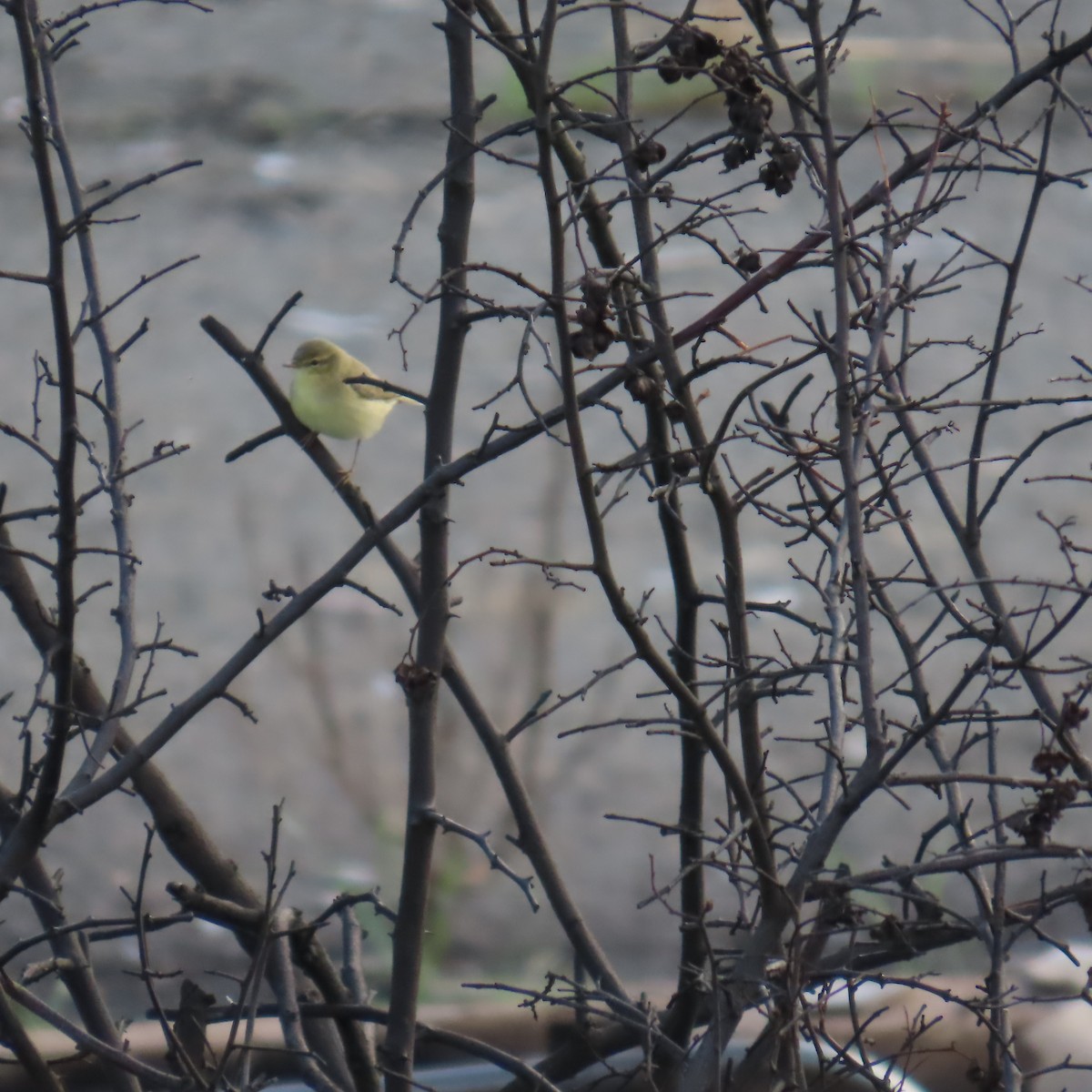 Mosquitero Musical - ML643445362